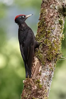 050618: Black woodpecker - male on forest - Castilla Leon, Spain