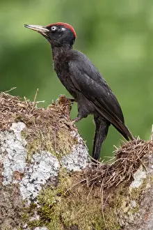 050618: Black woodpecker - male on forest - Castilla Leon, Spain