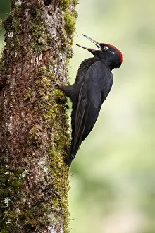 050618: Black woodpecker - male on forest - Castilla Leon, Spain