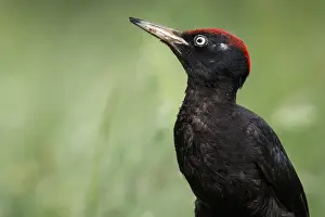 050618: Black woodpecker - male on forest - Castilla Leon, Spain