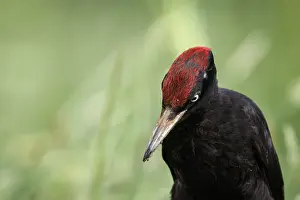 050618: Black woodpecker - male on forest - Castilla Leon, Spain