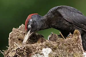 050618: Black woodpecker - male on forest - Castilla Leon, Spain