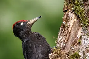 050618: Black woodpecker - male on forest - Castilla Leon, Spain