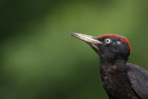 050618: Black woodpecker - male on forest - Castilla Leon, Spain
