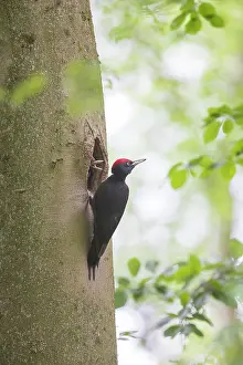 Martius: Black Woodpecker male nest