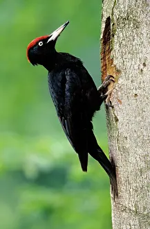 Martius: Black WOODPECKER - Male at nest entrance