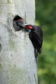 Martius: Black Woodpecker - male at nest entrance feeding chick