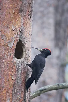 Martius: Black Woodpecker - Male at Nest Hole Showing Tongue