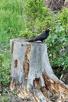 Martius: Black Woodpecker - male resting on decaying fir
