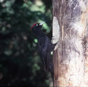 Woodpeckers: Black WOODPECKER - AT NEST
