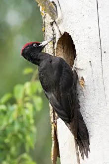 Martius: Black woodpecker - at nest hole - Romania