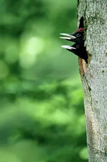 Martius: Black WOODPECKER - Offspring at nest entrance