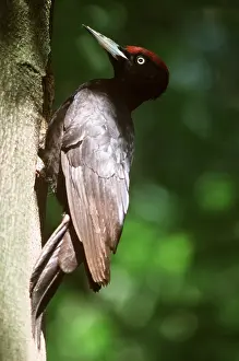 Woodpeckers: BLACK WOODPECKER - ON TREE