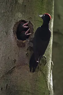 Martius: Black woodpeckers (Dryocopus martius), adult bird