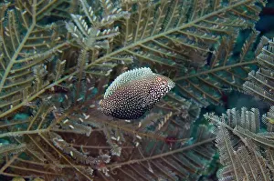 Hydroid: Black Wrasse by Hydroids - Emerald dive site, Seraya