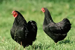 Wyandotte: Black Wyandotte Chicken - cock & hen, domestic fowl