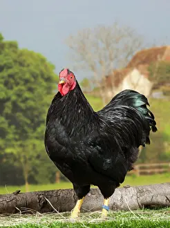 Wyandotte: Black Wyandotte Chicken Cockerel