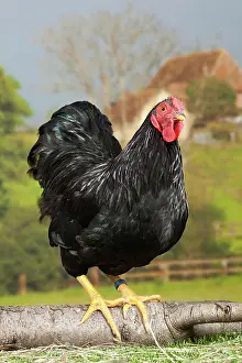 Wyandotte: Black Wyandotte Chicken Cockerel