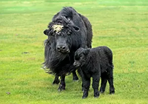 Orkhon: Black Yak Cow (Bos mutus) with Calf, Orchon Valley
