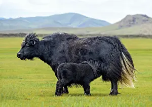 Orkhon: Black Yak Cow (Bos mutus) with Calf, Orchon Valley