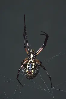 Argiope: Black and Yellow Argiope