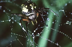 Argiope: Black and Yellow Argiope