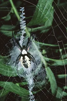 Argiope: Black and Yellow Argiope
