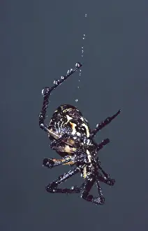 Argiope: Black and Yellow Argiope