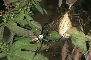 Argiope: Black and Yellow Argiope