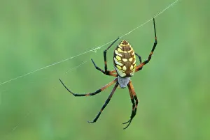 Argiope: Black and Yellow Argiope