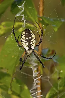 Argiope: Black and Yellow Argiope