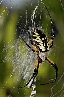 Argiope: Black and Yellow Argiope