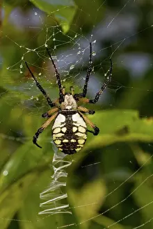 Argiope: Black and Yellow Argiope