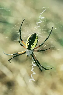 Aurantia: Black and Yellow Argiope SPIDER