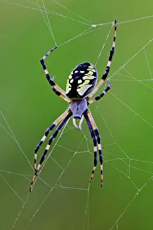 Argiope: Black and Yellow Argiope Spider