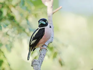 Broadbill: Black and Yellow Broadbill Eurylaimus ochromalus