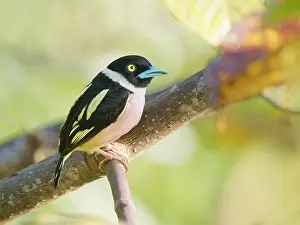 Broadbill: Black and Yellow Broadbill Eurylaimus ochromalus