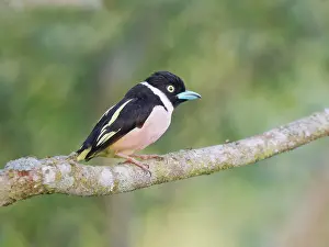Broadbill: Black and Yellow Broadbill Eurylaimus ochromalus