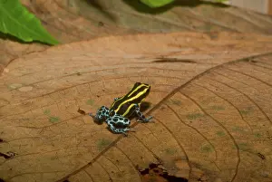 Ventrimaculatus: Black and Yellow Dart Frog