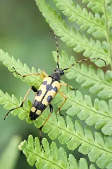 250417: Black and yellow longhorn beetle, Norfolk UK