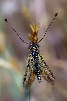 Libelloides: Black yellow owlfly (Libelloides longicornis), Corsica