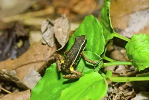 Epipedobates: Black and Yellow Poison Frog