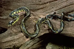 Ratsnake: Black and Yellow Ratsnake