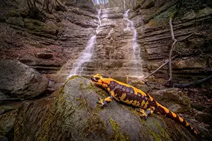 Cool: Black and yellow Salamander (Salamandra salamand