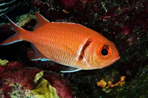 Soldierfish: Blackbar Soldierfish (Myripristis jacobus)