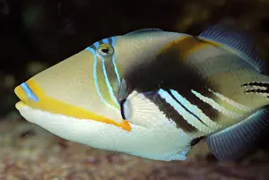 Triggerfishes: Blackbar Triggerfish / Picasso Fish