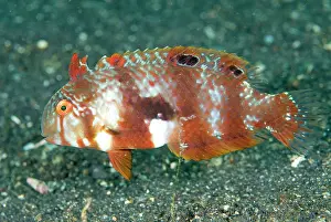 Hairball: Blackbarred Razorfish