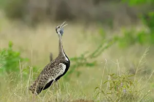 Melanogaster: Blackbellied Bustard