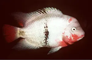 Cichlids: BLACKBELT CICHLID - RED FACE