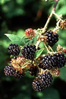 Bramble: BLACKBERRIES - Bramble & Fruits
